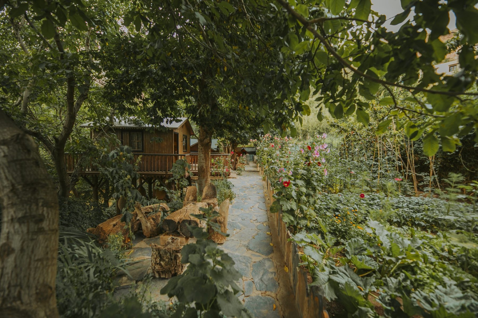 The garden